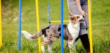 Malbodog addestramento cani