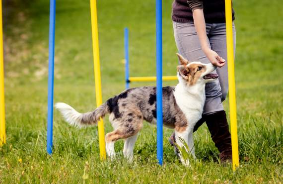 MalboDog Addestramento Cani